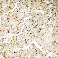 19 - Anti-VAV3 (Phospho-Y173) Antibody AP61284