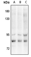 1 - Anti-VAV3 (Phospho-Y173) Antibody AP61284