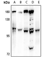 1 - Anti-VAV1 Antibody AP61286
