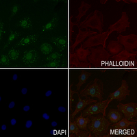 3 - Anti-ABL1/2 Antibody AP61287