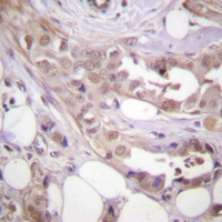 19 - Anti-CDK7 Antibody AP61289