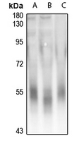 1 - Anti-DAP Kinase 3 Antibody AP61290