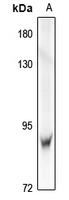 1 - Anti-IRAK1 Antibody AP61292