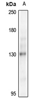 1 - Anti-NEK9 Antibody AP61293