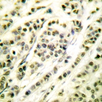 19 - Anti-SKP1 Antibody AP61294