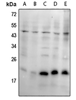 1 - Anti-SKP1 Antibody AP61294