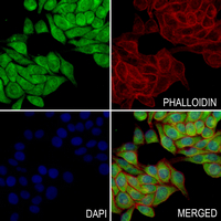 3 - Anti-MLL1 Antibody AP61295