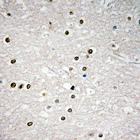 19 - Anti-p73 Antibody AP61296