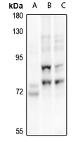 1 - Anti-p73 Antibody AP61296