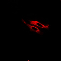 3 - Anti-FARP2 Antibody AP61299