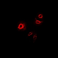 3 - Anti-DCR3 Antibody AP61300