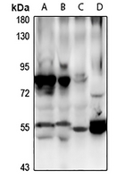 1 - Anti-CBX6 Antibody AP61301