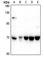 1 - Anti-ZNF23 Antibody AP61304