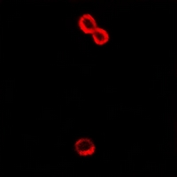 3 - Anti-Alpha-2B Adrenergic Receptor Antibody AP61305
