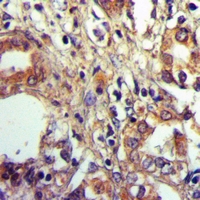 19 - Anti-Alpha-2B Adrenergic Receptor Antibody AP61305