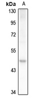1 - Anti-OCT6 Antibody AP61308