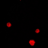 3 - Anti-HLX Antibody AP61310