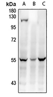 1 - Anti-WTAP Antibody AP61311