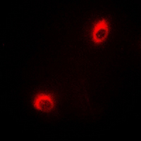 3 - Anti-DUSP19 Antibody AP61313