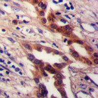 19 - Anti-DUSP19 Antibody AP61313