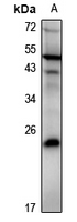 1 - Anti-DUSP19 Antibody AP61313