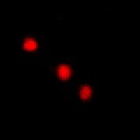 3 - Anti-DLX4 Antibody AP61315
