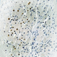 19 - Anti-DLX4 Antibody AP61315