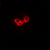 3 - Anti-STON1 Antibody AP61319