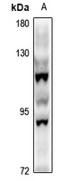 1 - Anti-STON1 Antibody AP61319