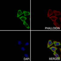 3 - Anti-CDC16 Antibody AP61321