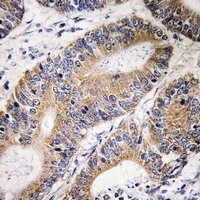 19 - Anti-CDC16 Antibody AP61321