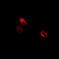 3 - Anti-Cadherin 9 Antibody AP61323