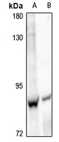 1 - Anti-Cadherin 9 Antibody AP61323