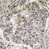 19 - Anti-MINT3 Antibody AP61325