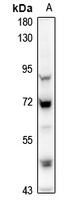 1 - Anti-MINT3 Antibody AP61325