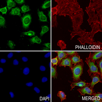 3 - Anti-Carboxypeptidase O Antibody AP61328