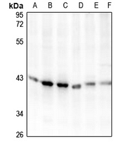 1 - Anti-Carboxypeptidase O Antibody AP61328