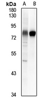 1 - Anti-CD55 Antibody AP61330