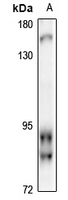 1 - Anti-RFX2 Antibody AP61331