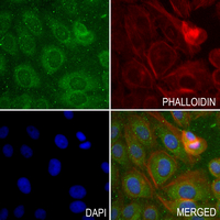 3 - Anti-GSTT1 Antibody AP61332