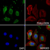 3 - Anti-GUF1 Antibody AP61333