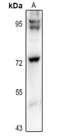 1 - Anti-GUF1 Antibody AP61333