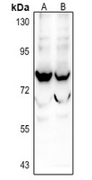 1 - Anti-SIX5 Antibody AP61335