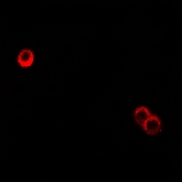 3 - Anti-CD85h Antibody AP61336