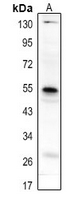 1 - Anti-CD85h Antibody AP61336