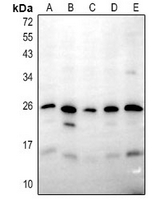 1 - Anti-I-MF Antibody AP61337