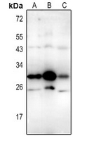 1 - Anti-CD337 Antibody AP61340