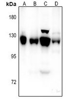 1 - Anti-NCAM2 Antibody AP61341