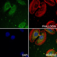 3 - Anti-Septin 2 Antibody AP61343