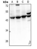 1 - Anti-Septin 2 Antibody AP61343